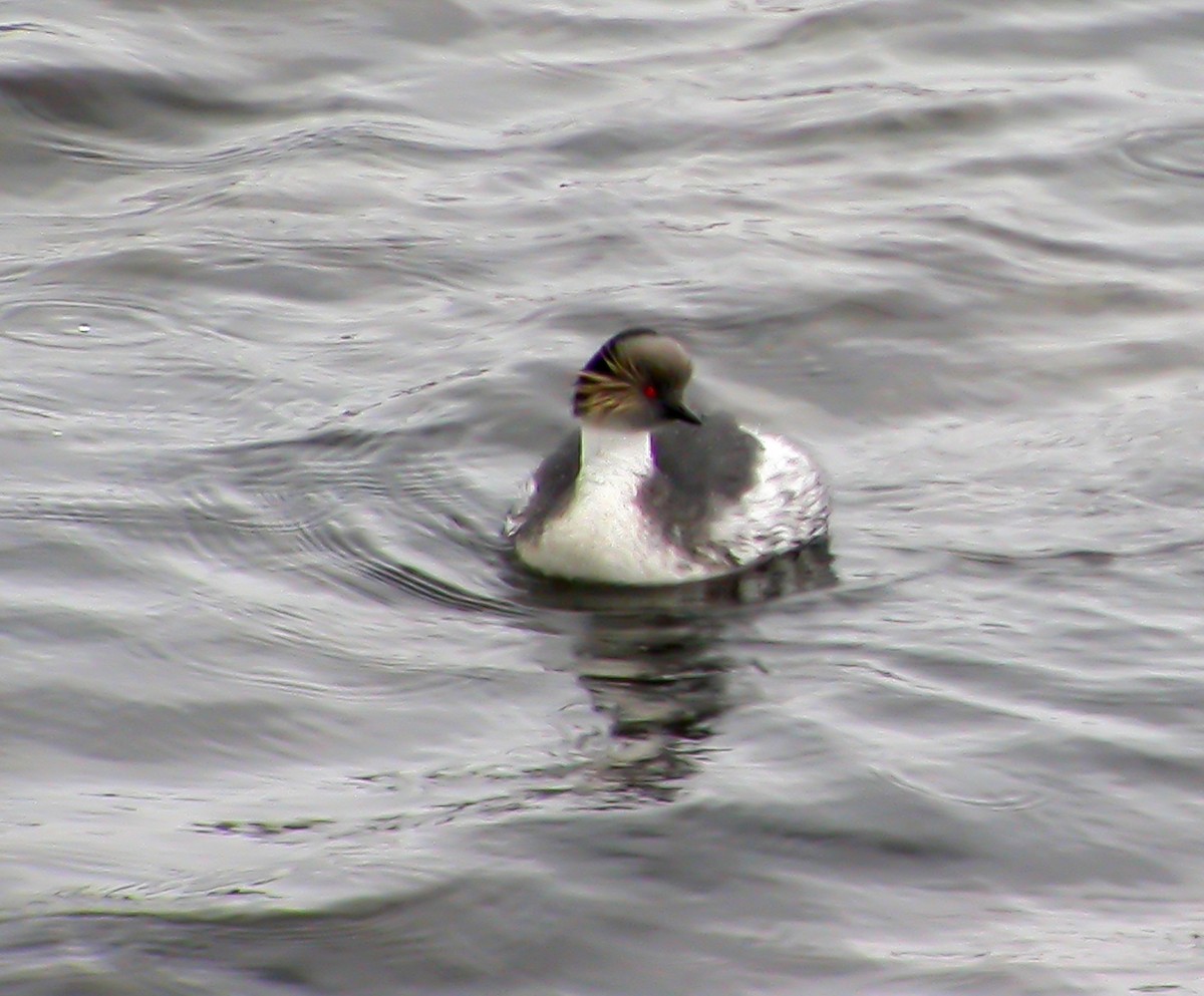 Silvery Grebe - ML639928500