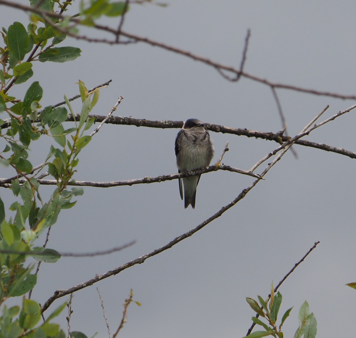 Purple Martin - ML639928523