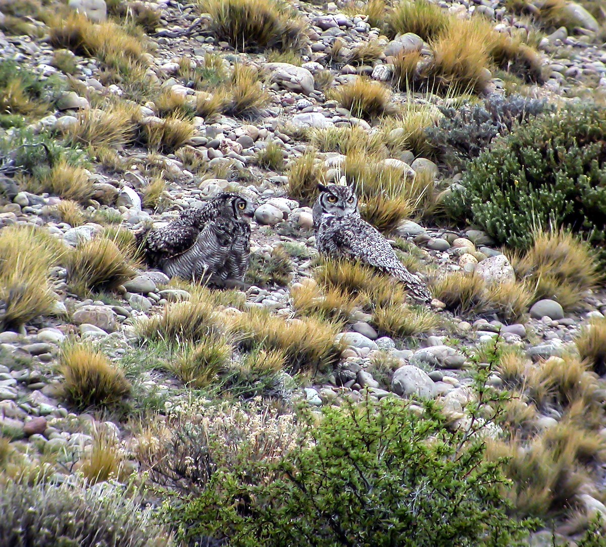 Lesser Horned Owl - ML639928584
