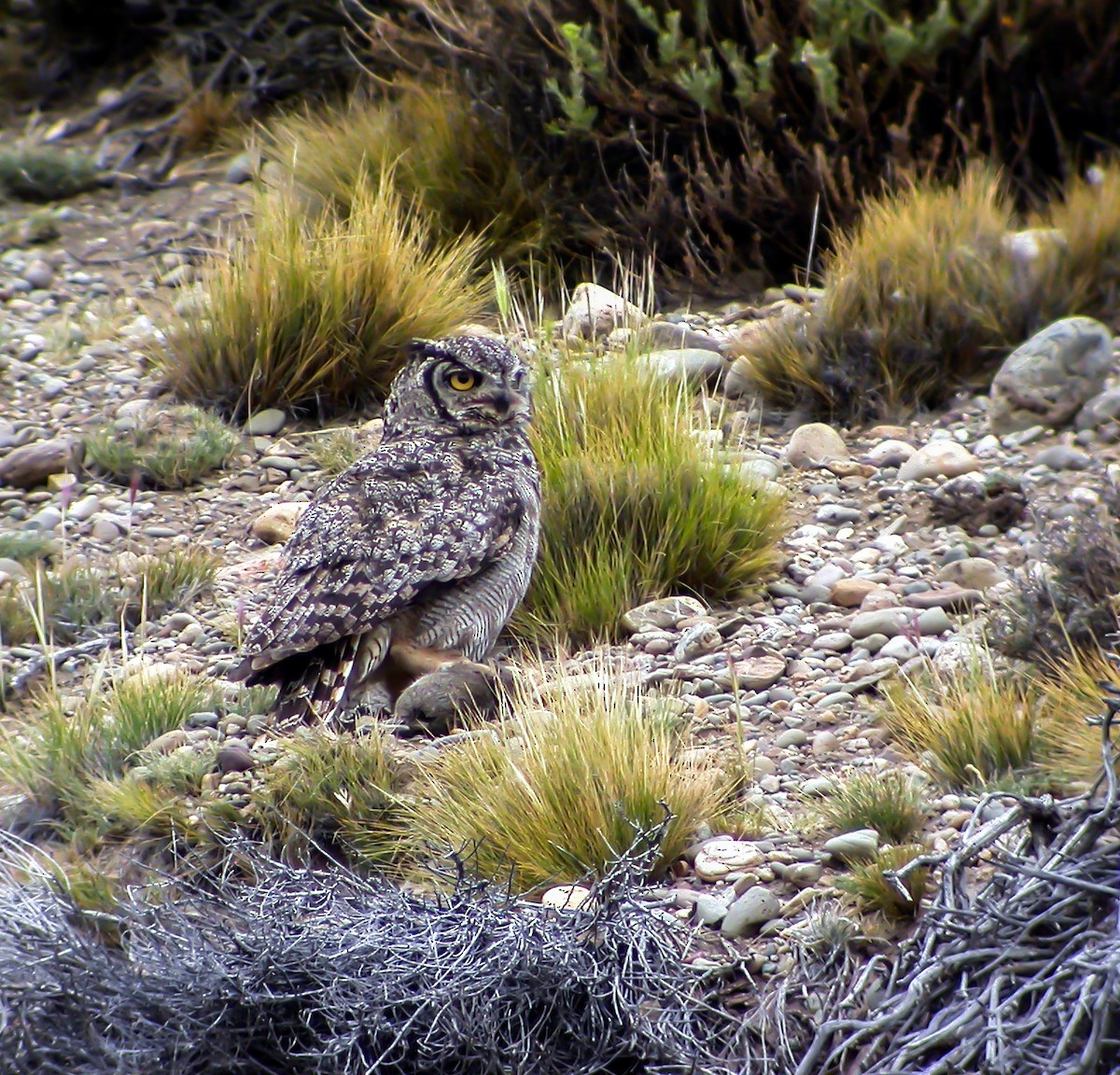 Lesser Horned Owl - ML639928585