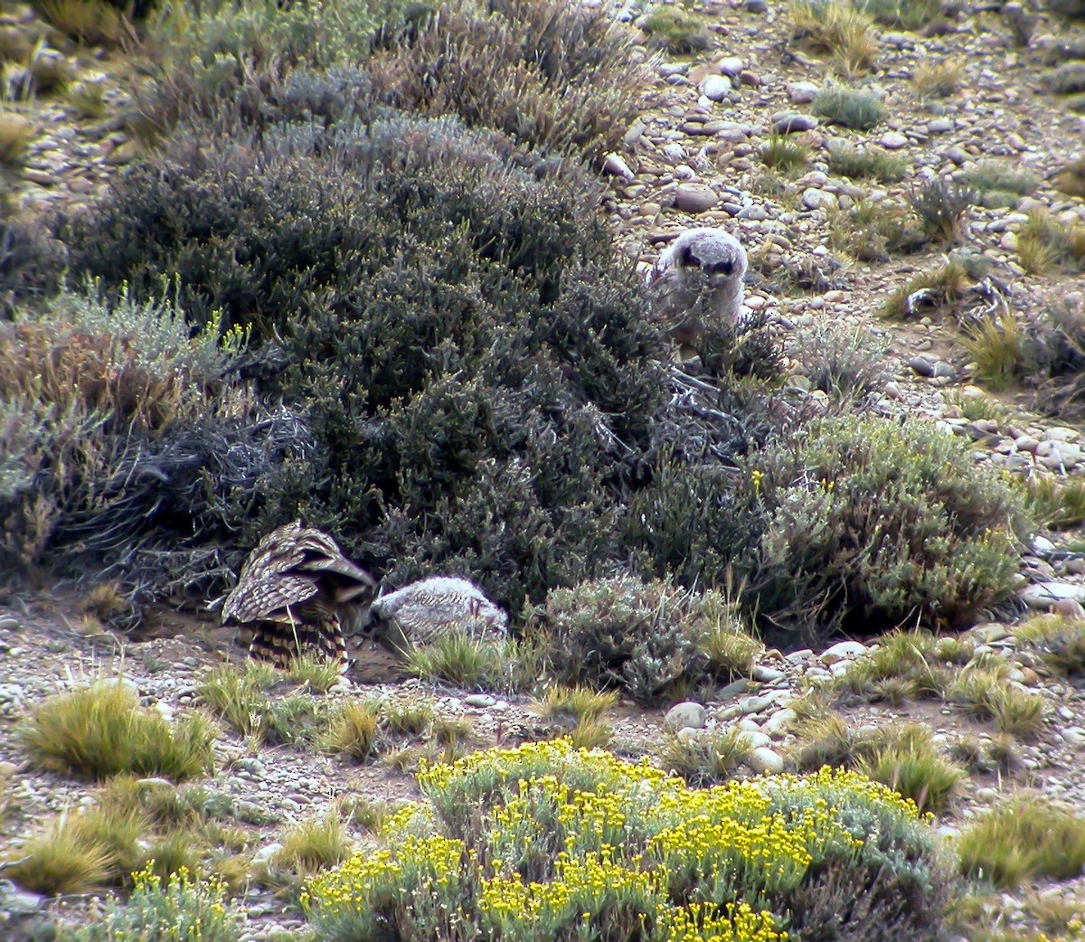 Lesser Horned Owl - ML639928586