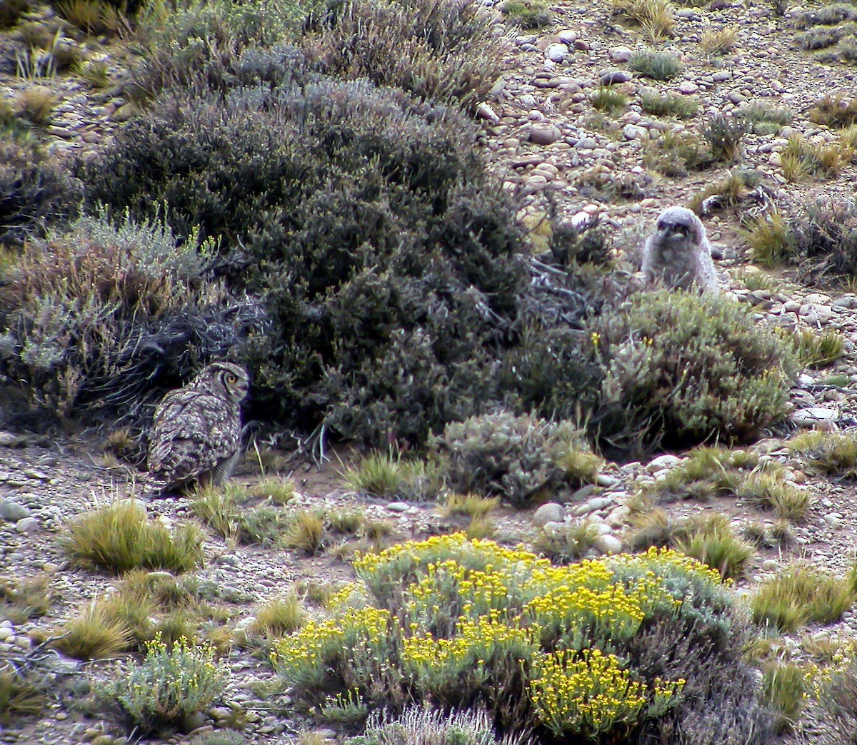 Lesser Horned Owl - ML639928587