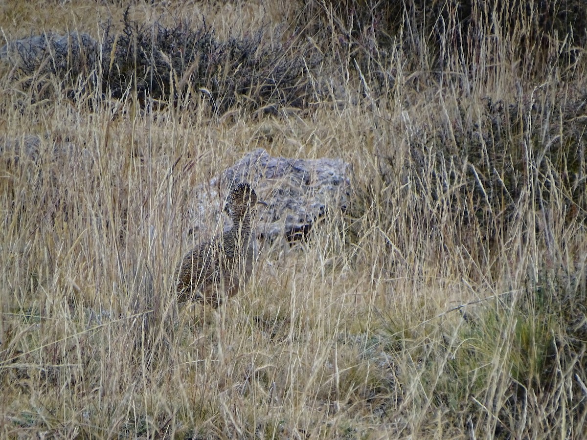 Ornate Tinamou - ML639928589