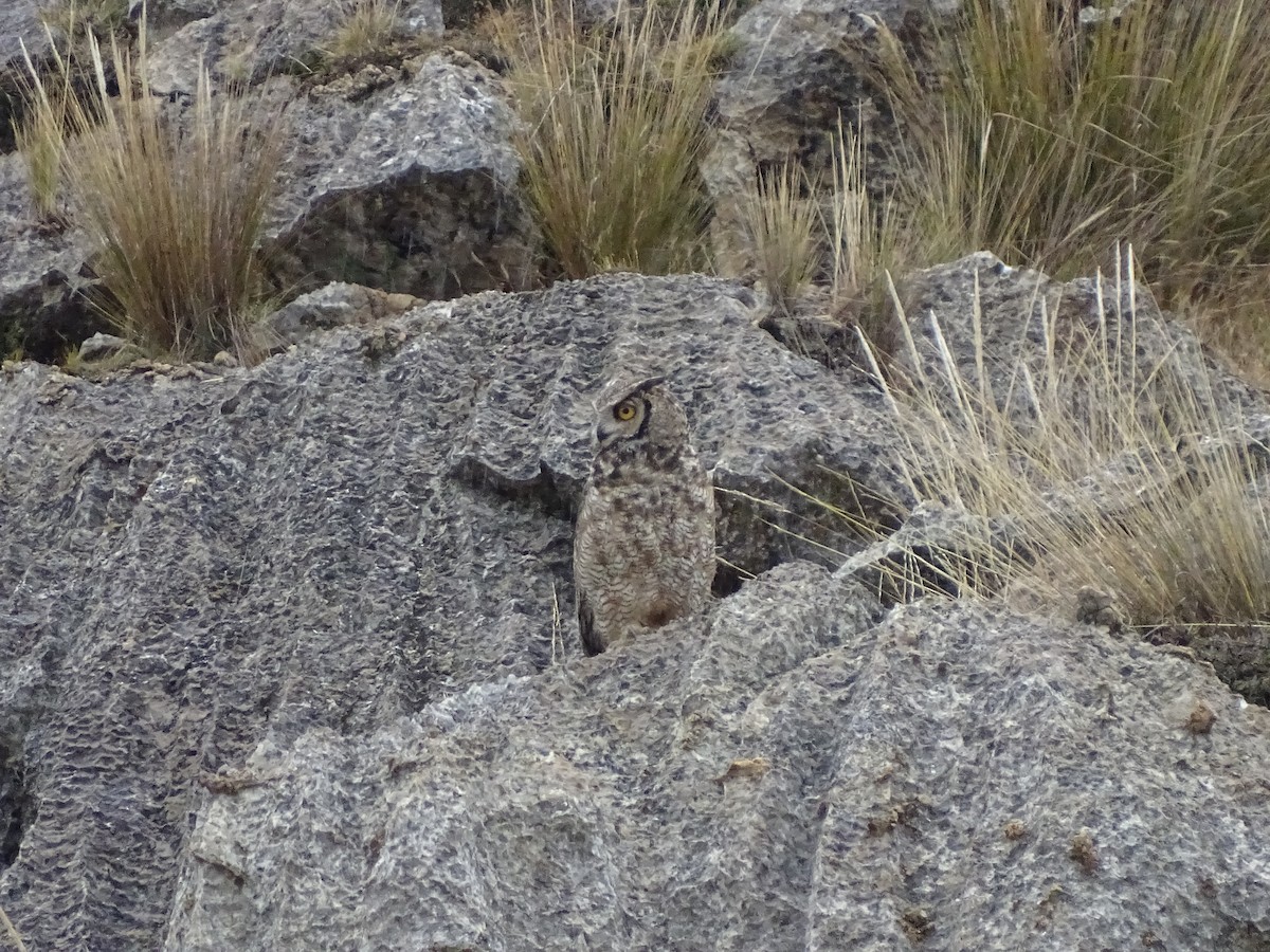Lesser Horned Owl - ML639928603