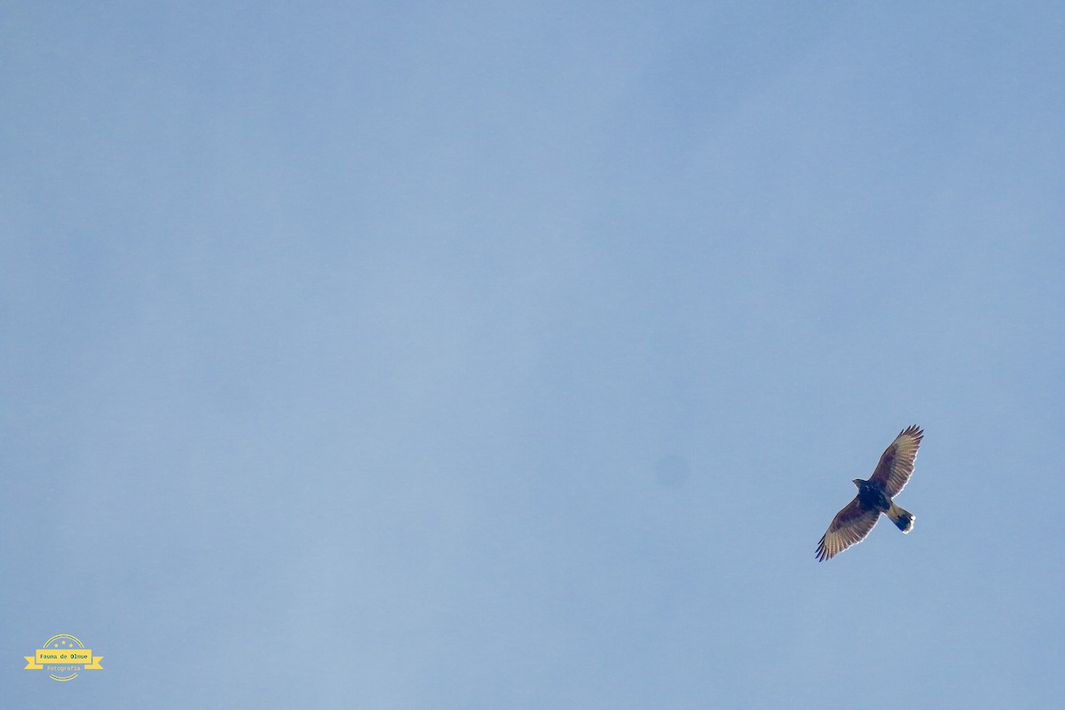 Harris's Hawk - ML639928615