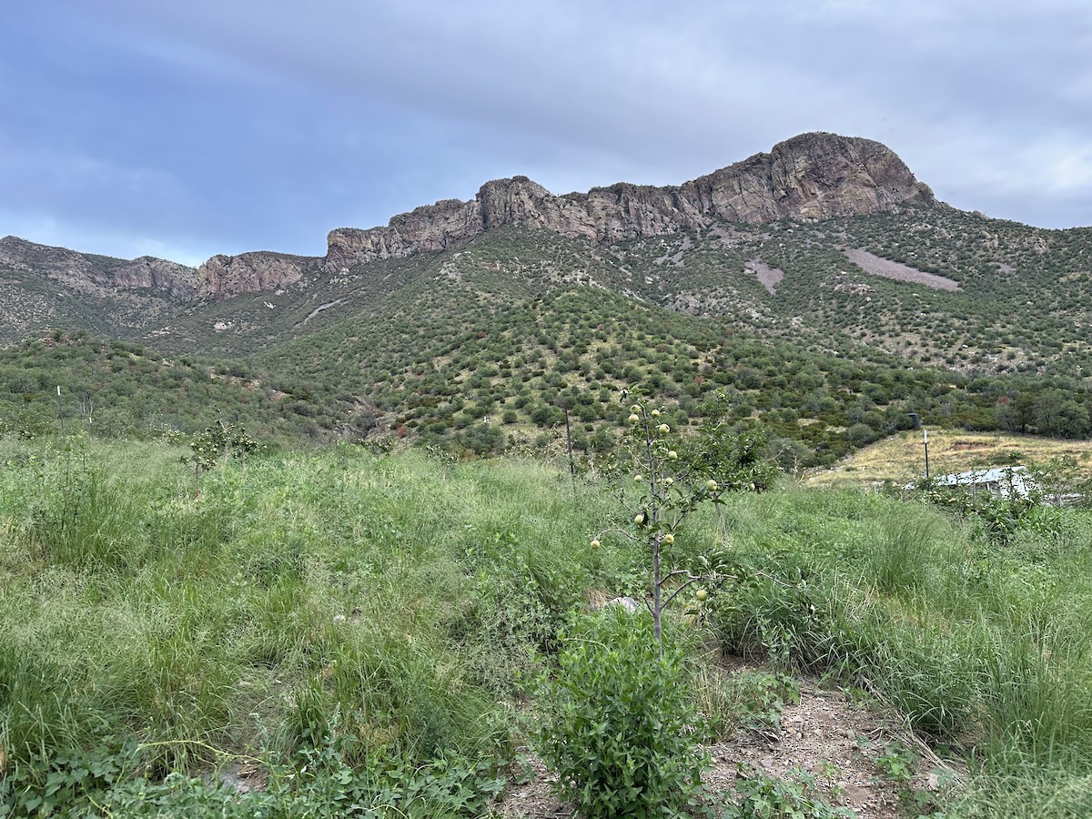 null - ML639928648