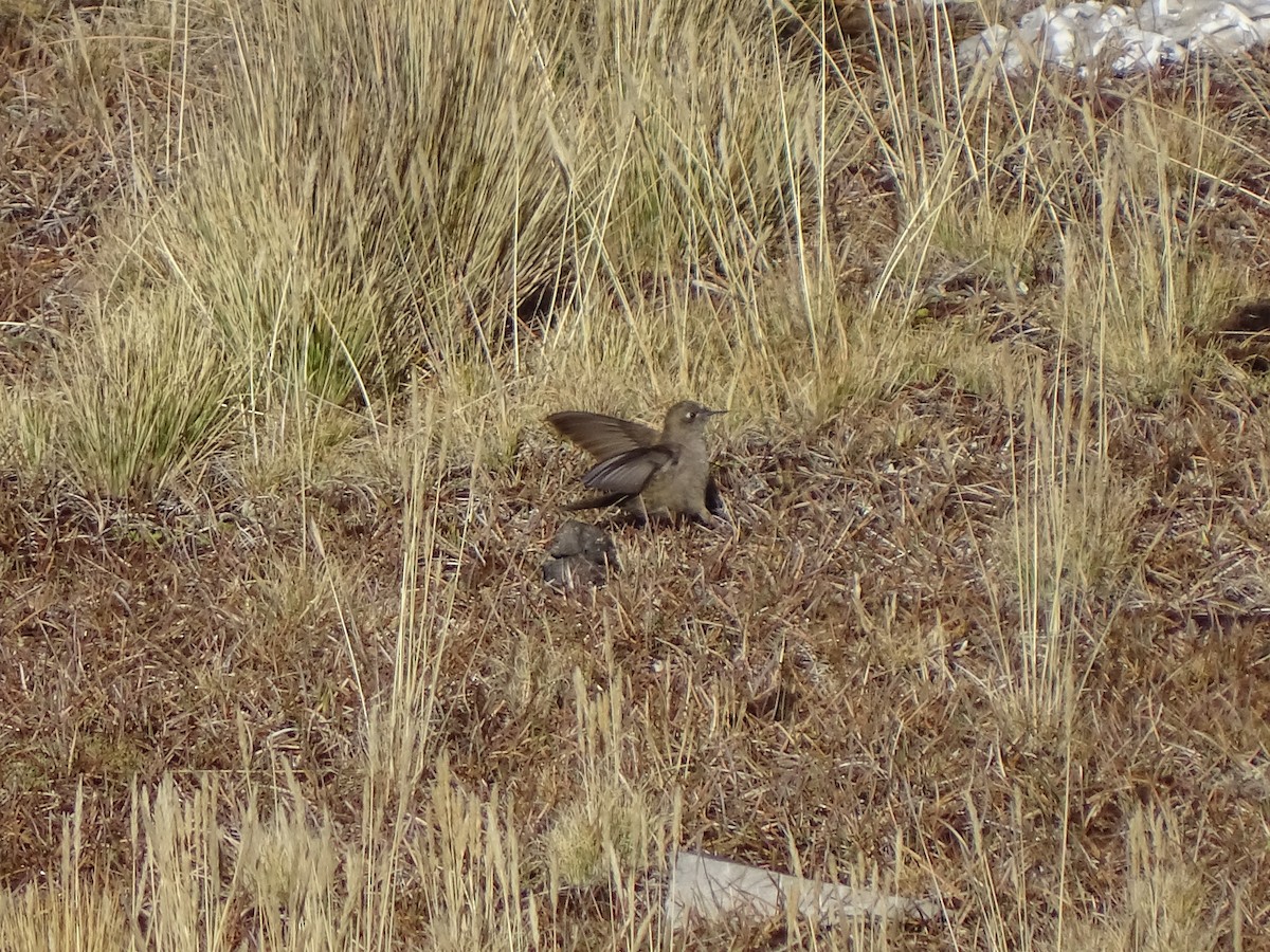 Olivaceous Thornbill - ML639928657