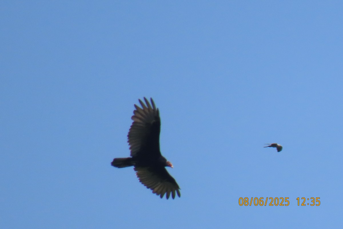 Mississippi Kite - ML639928672