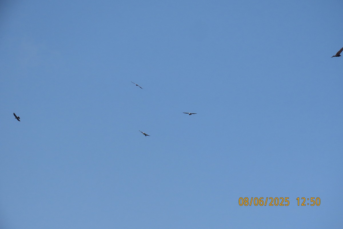 Mississippi Kite - ML639928673