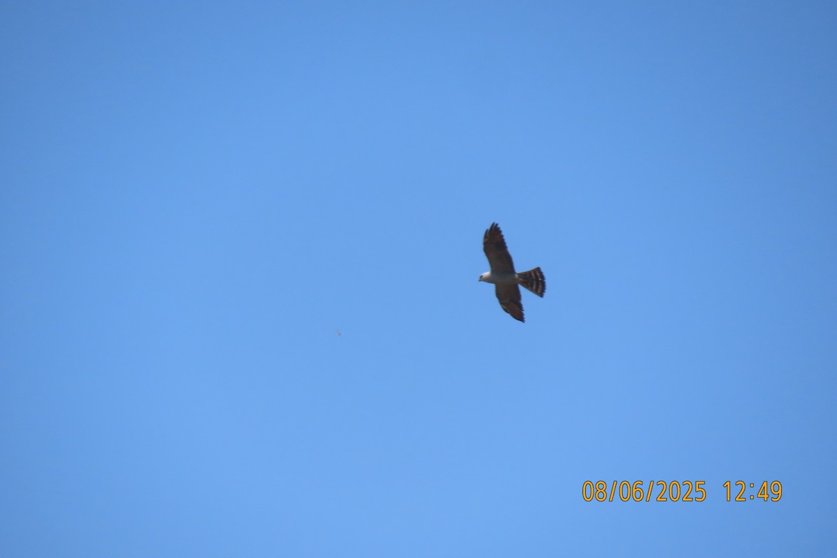 Mississippi Kite - ML639928676