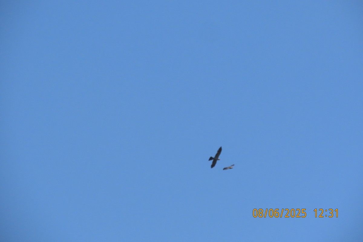 Mississippi Kite - ML639928677