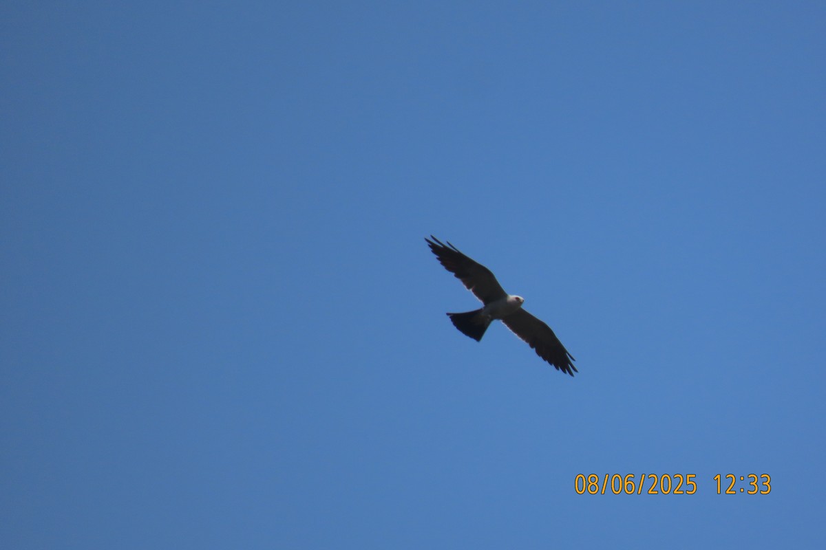 Mississippi Kite - ML639928678