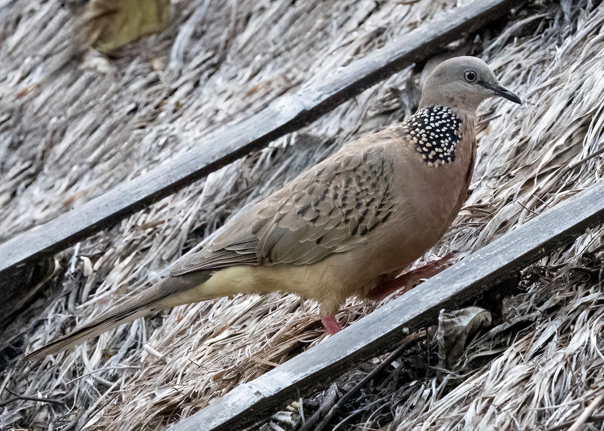 Spotted Dove - ML639928680