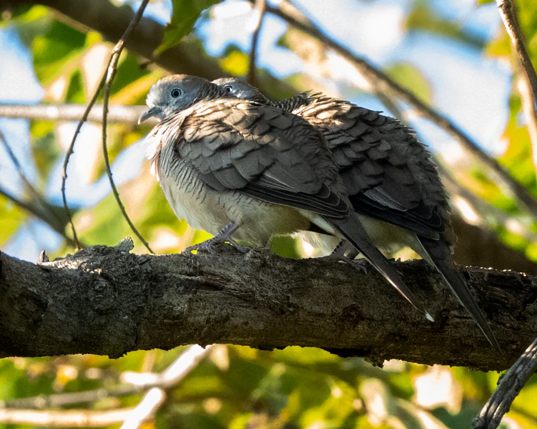 Zebra Dove - ML639928690