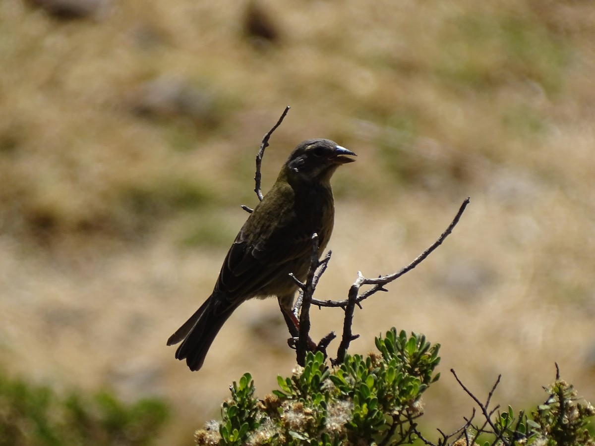 Peruvian Sierra Finch - ML639928727