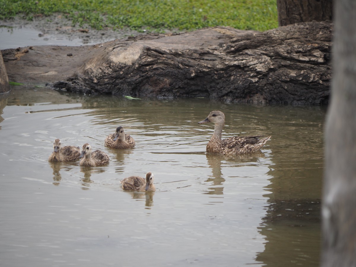 Gadwall - ML639928728