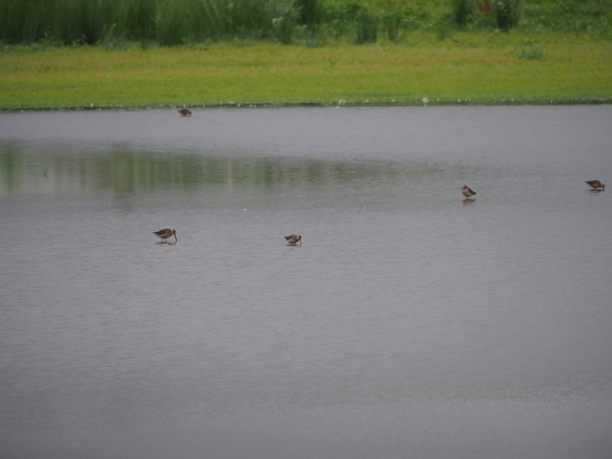 Long-billed Dowitcher - ML639928733
