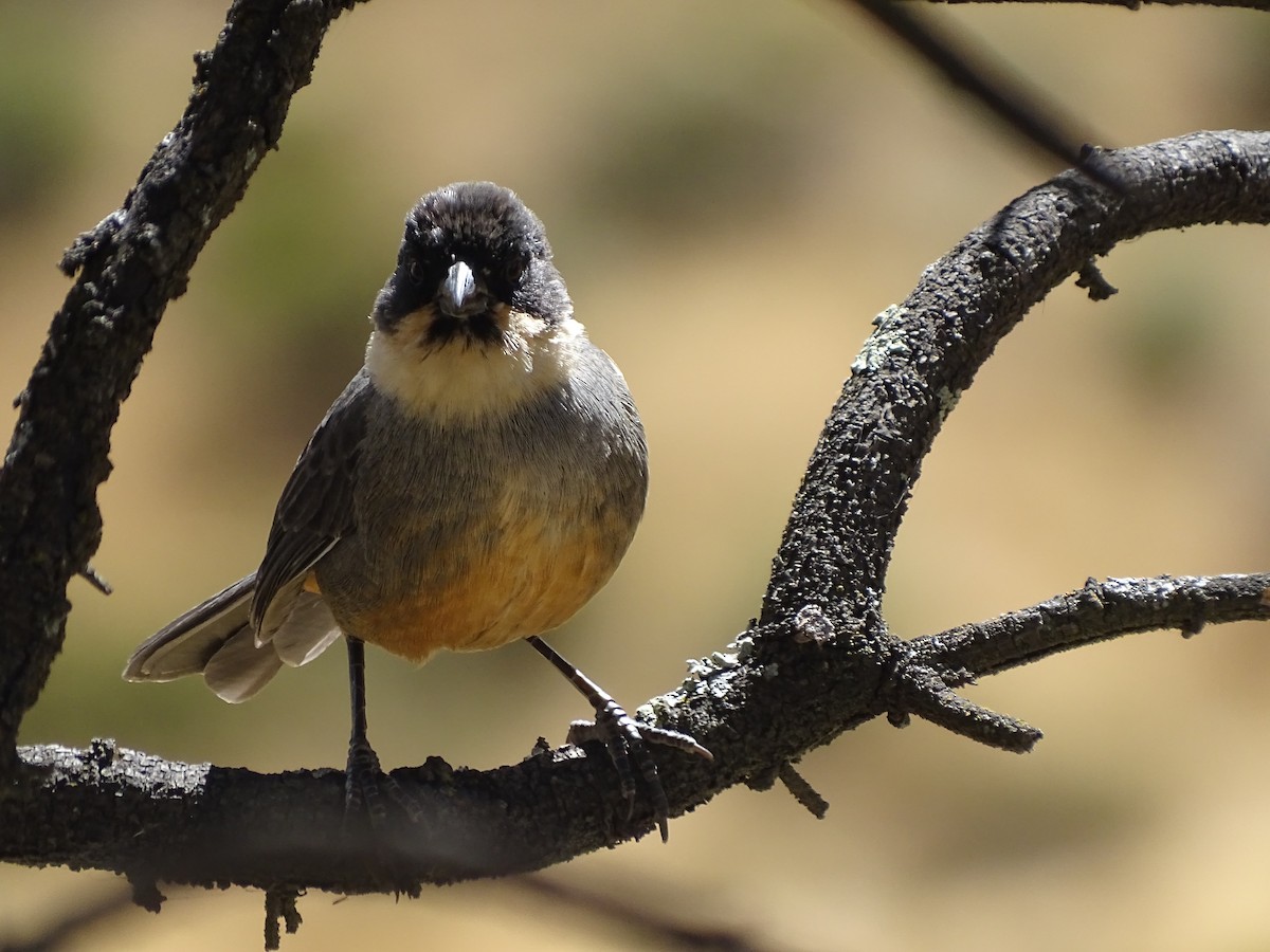 Rusty-bellied Brushfinch - ML639928739