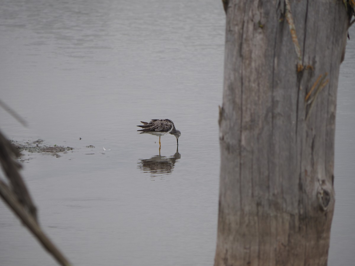 Greater Yellowlegs - ML639928743