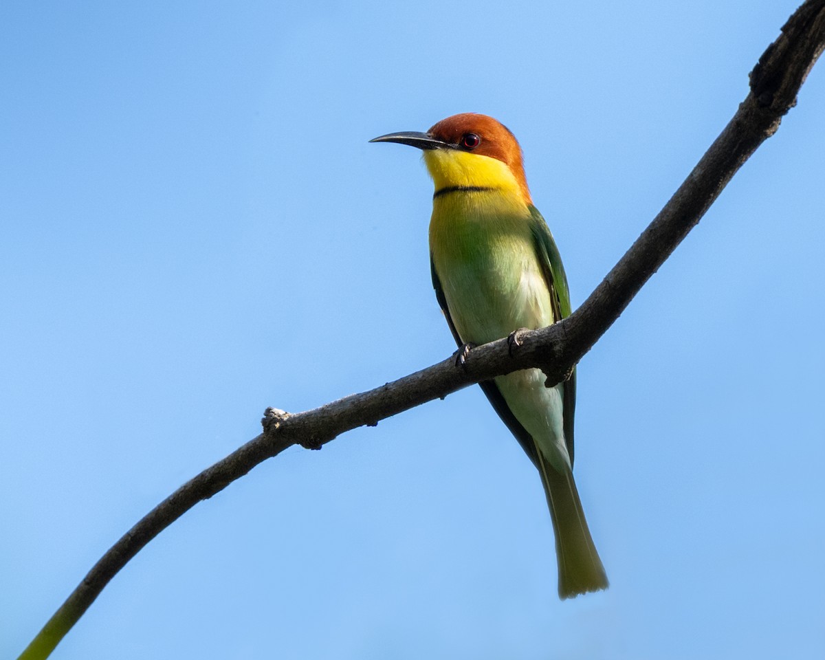 Chestnut-headed Bee-eater - ML639928744