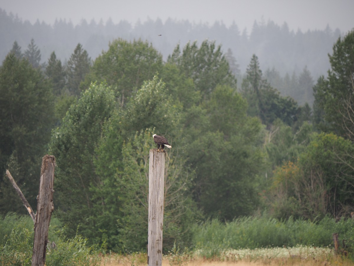 Bald Eagle - ML639928773
