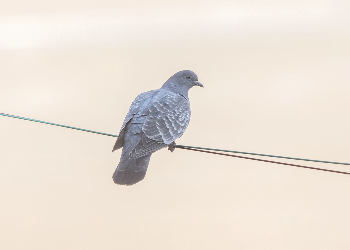 Spot-winged Pigeon (albipennis) - ML639928789