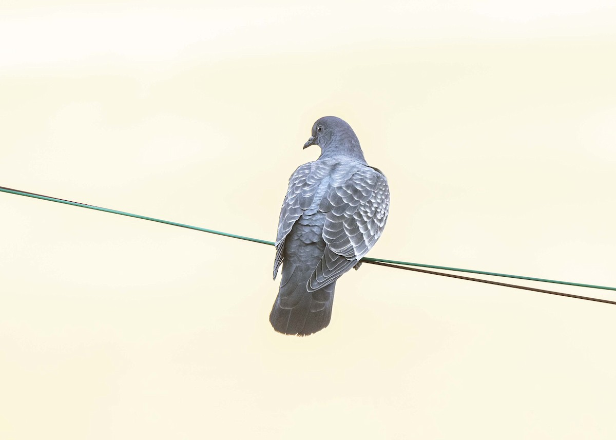 Spot-winged Pigeon (albipennis) - ML639928790