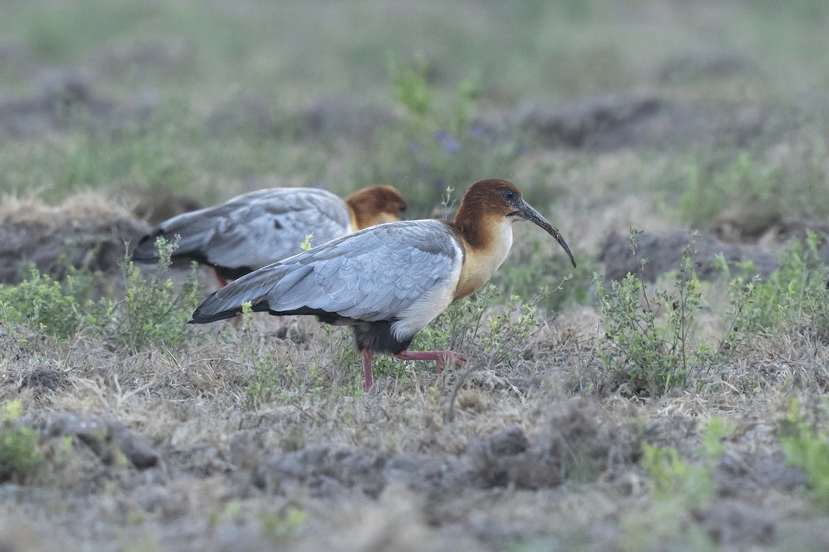 Andean Ibis - ML639928801