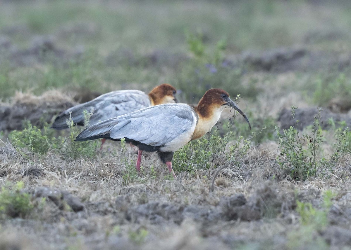 Andean Ibis - ML639928802