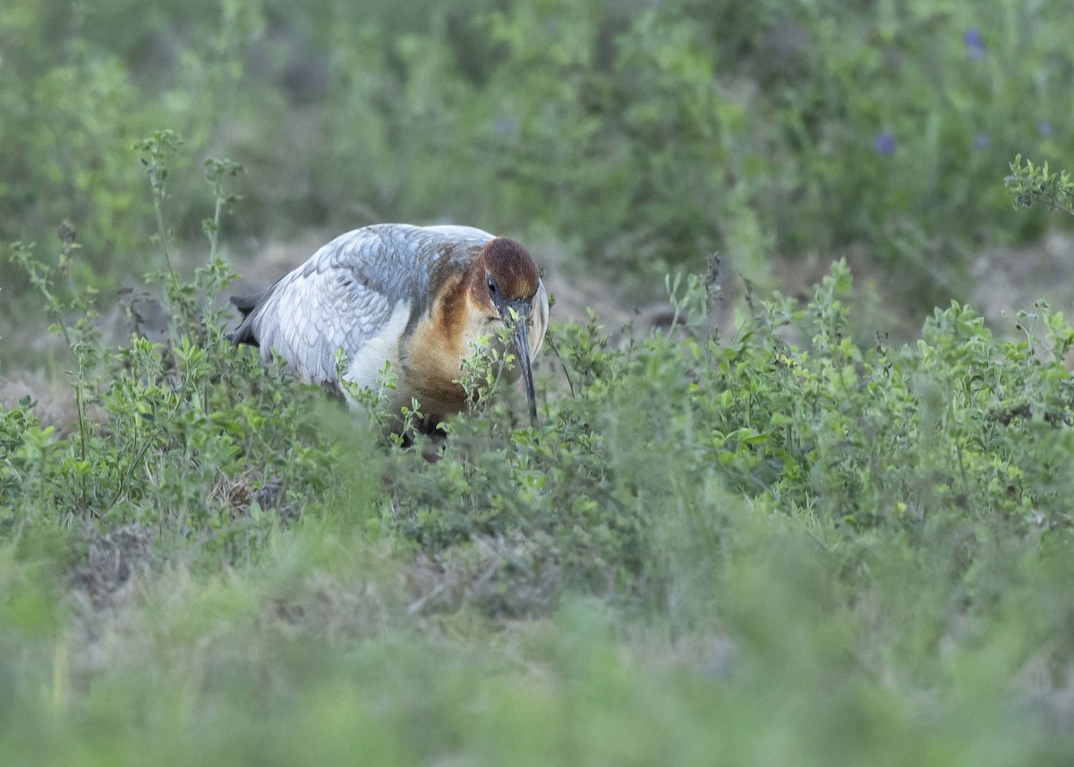 Andean Ibis - ML639928807
