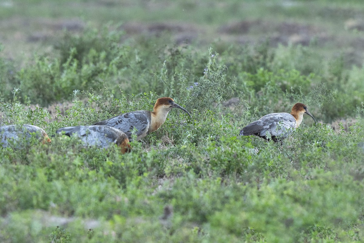 Andean Ibis - ML639928808