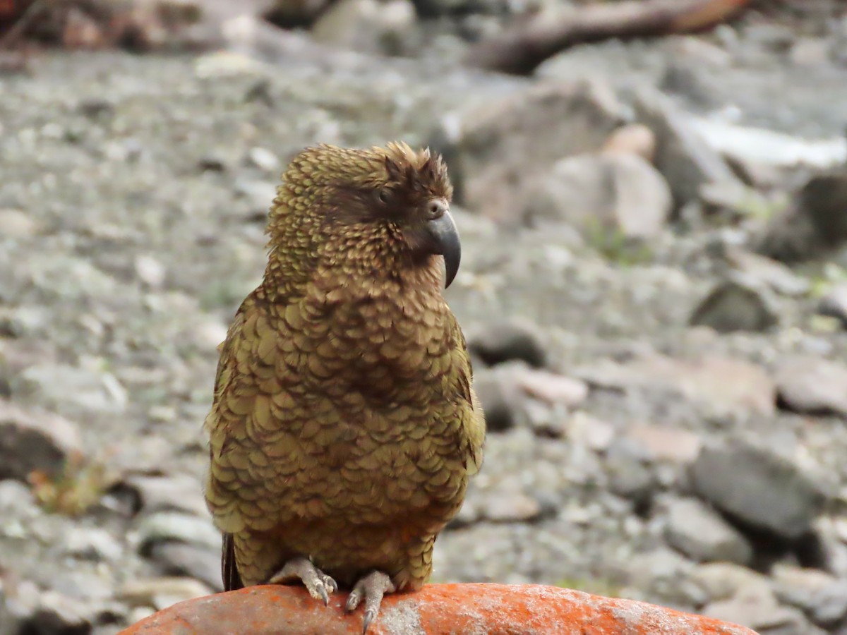 Kea - ML639928811