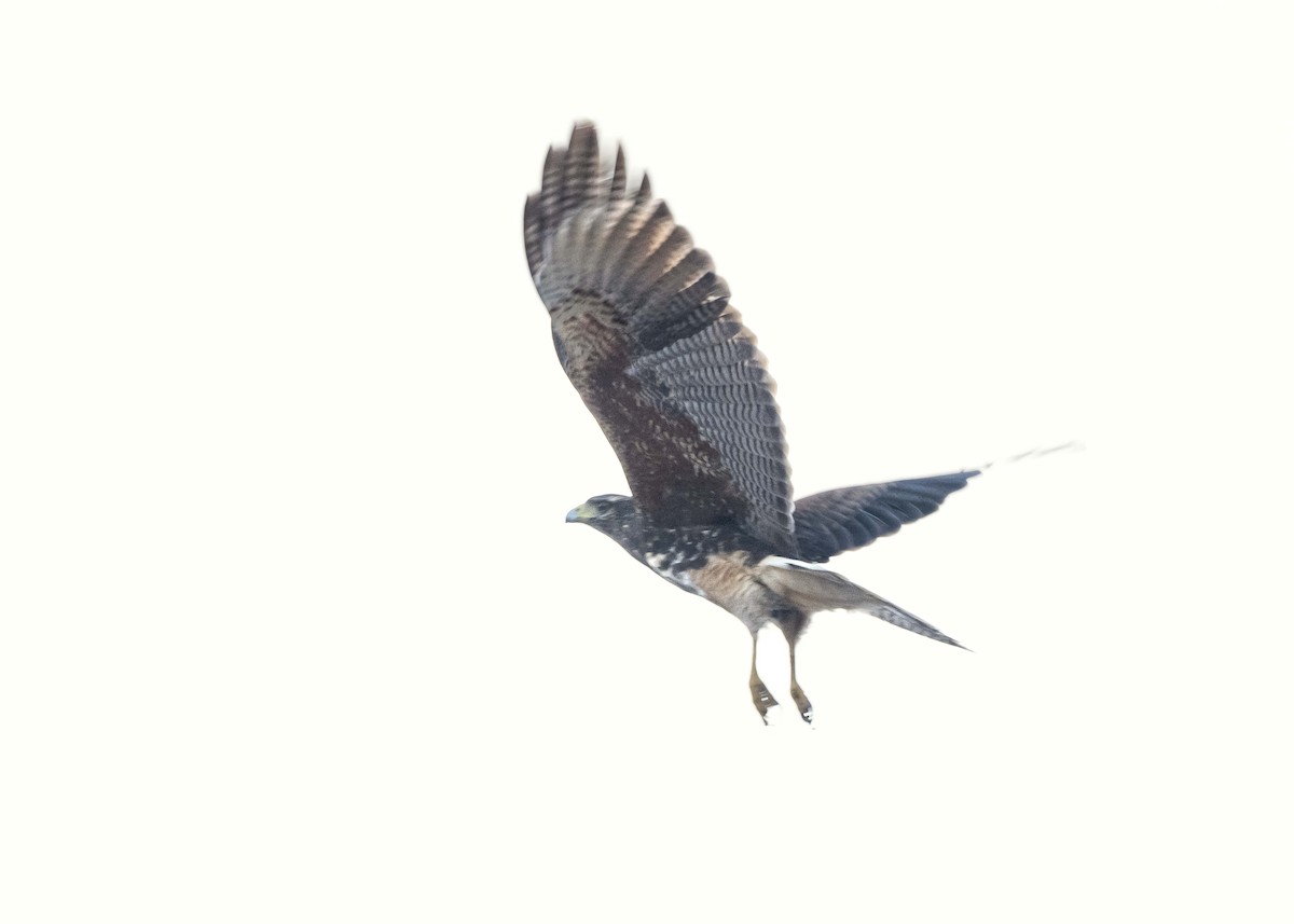 Harris's Hawk - ML639928817