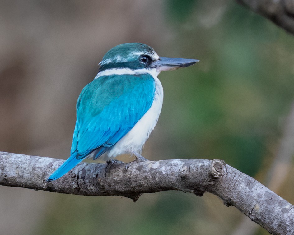 Collared Kingfisher - ML639928824