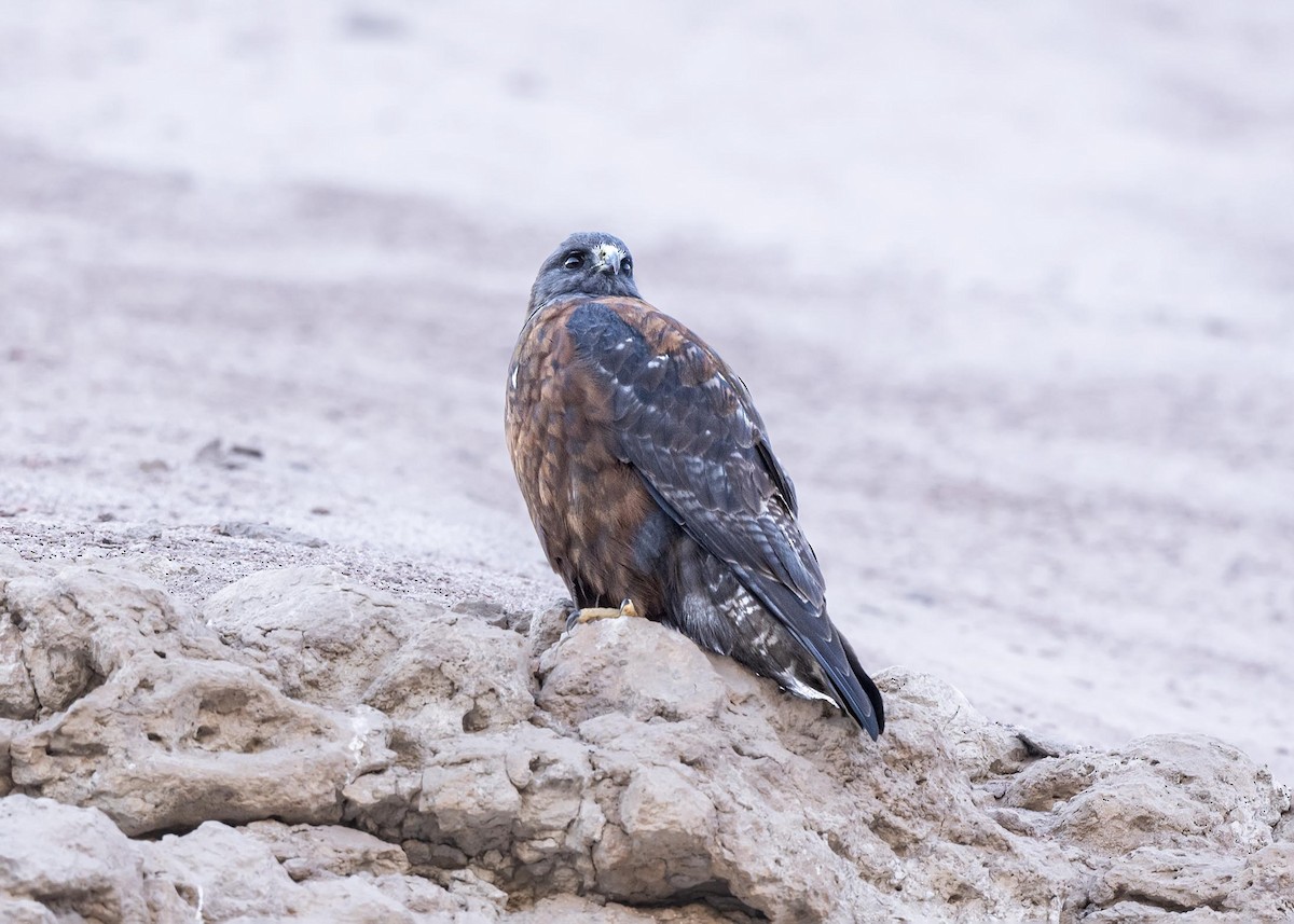 Variable Hawk - ML639928825