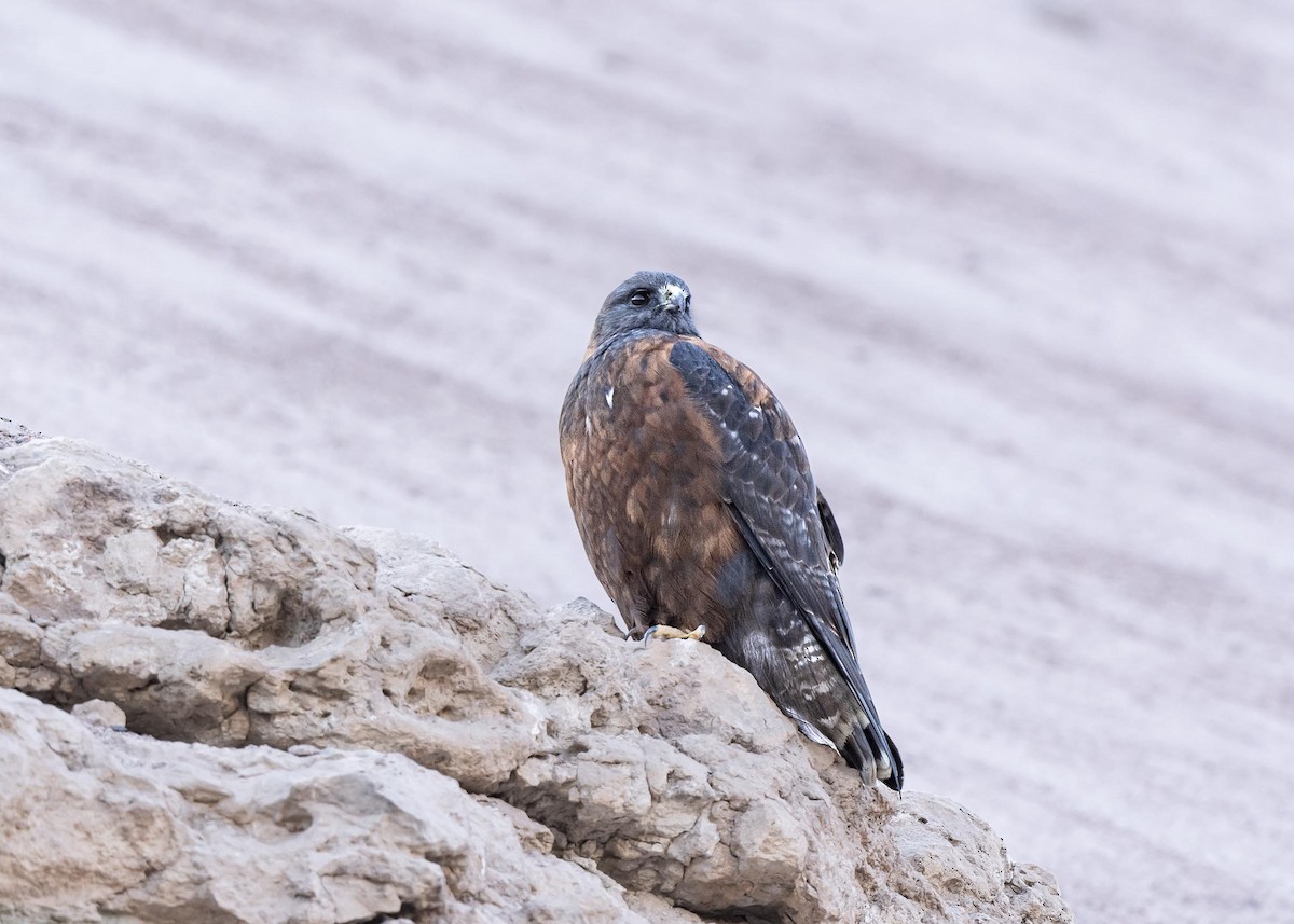 Variable Hawk - ML639928826