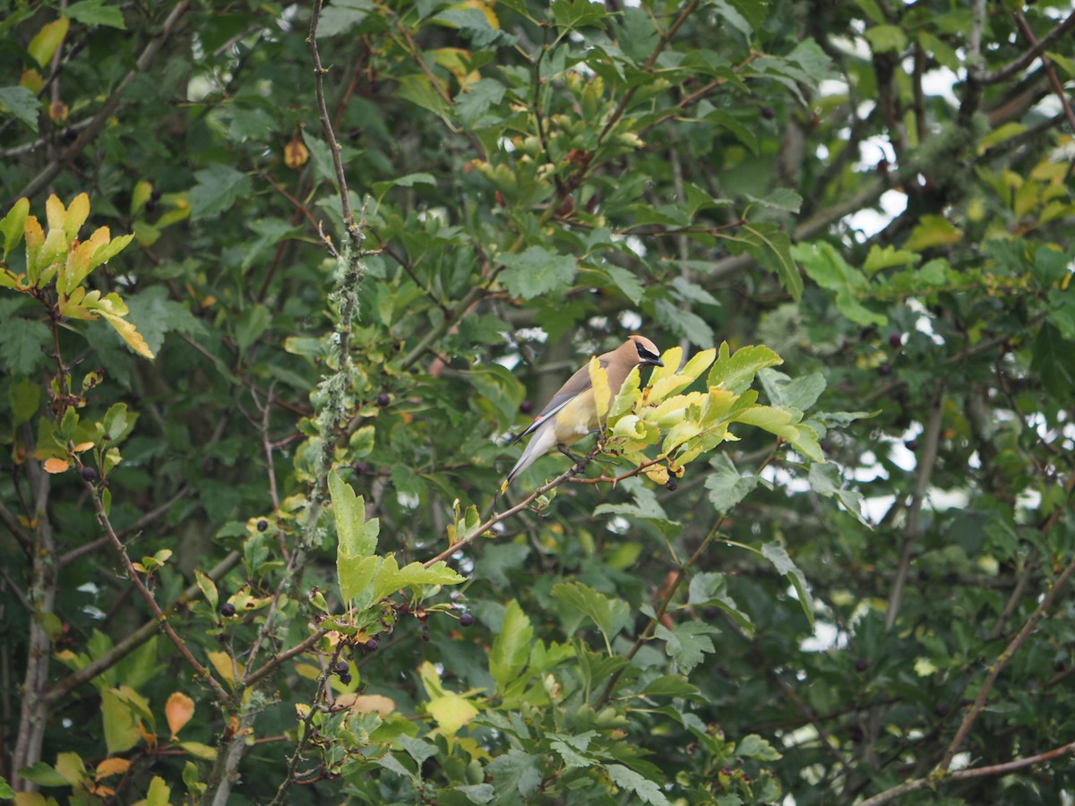 Cedar Waxwing - ML639928830