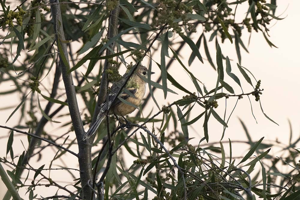 Rufescent Flycatcher - ML639928836
