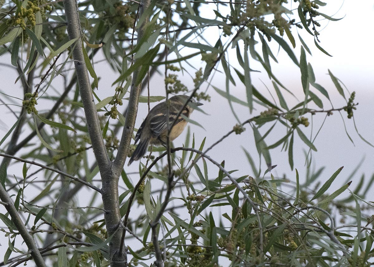 Rufescent Flycatcher - ML639928837