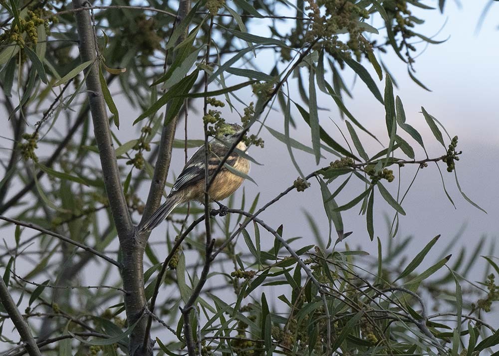 Rufescent Flycatcher - ML639928838
