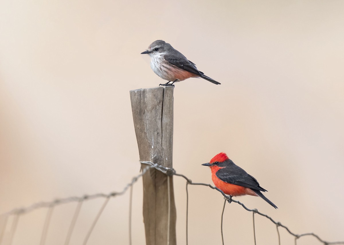 Vermilion Flycatcher - ML639928845
