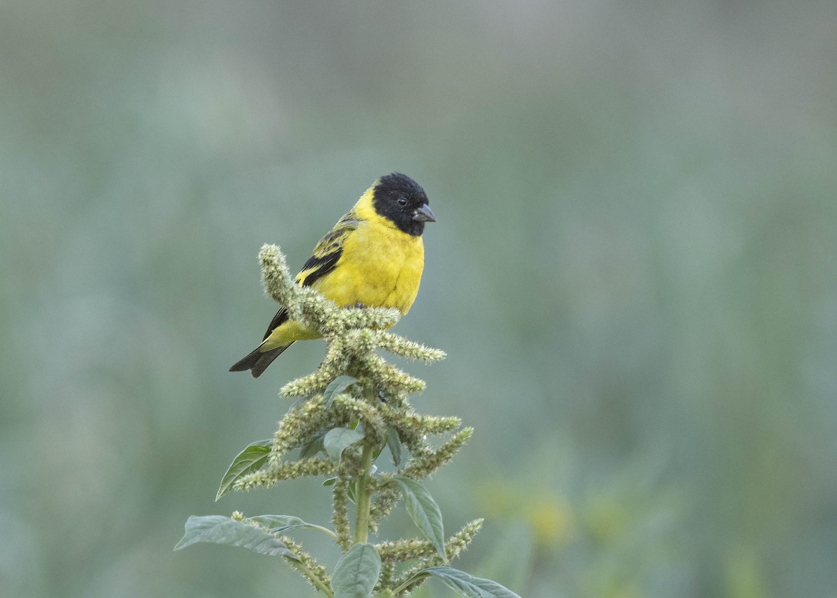 Hooded Siskin - ML639928851