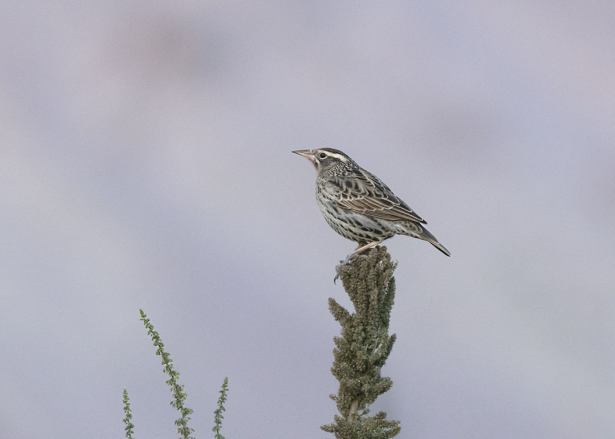 Peruvian Meadowlark - ML639928853
