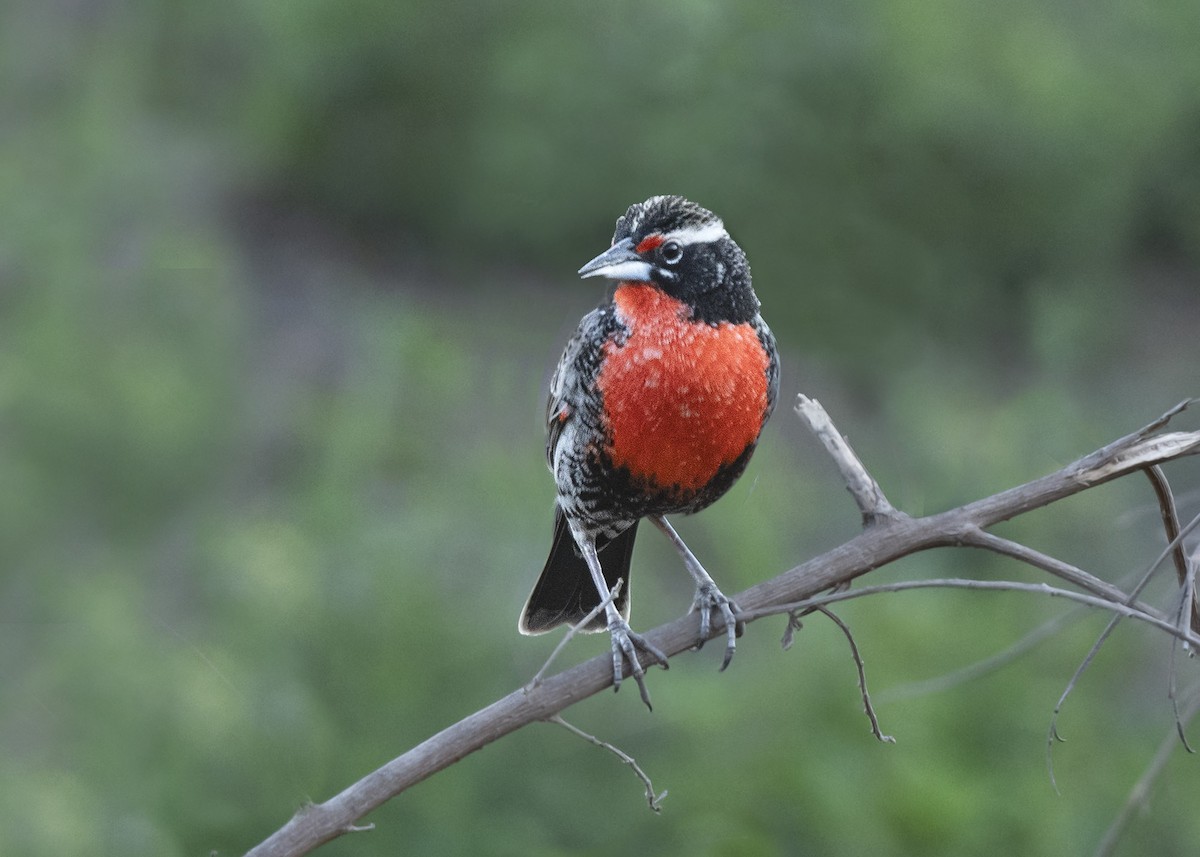Peruvian Meadowlark - ML639928862
