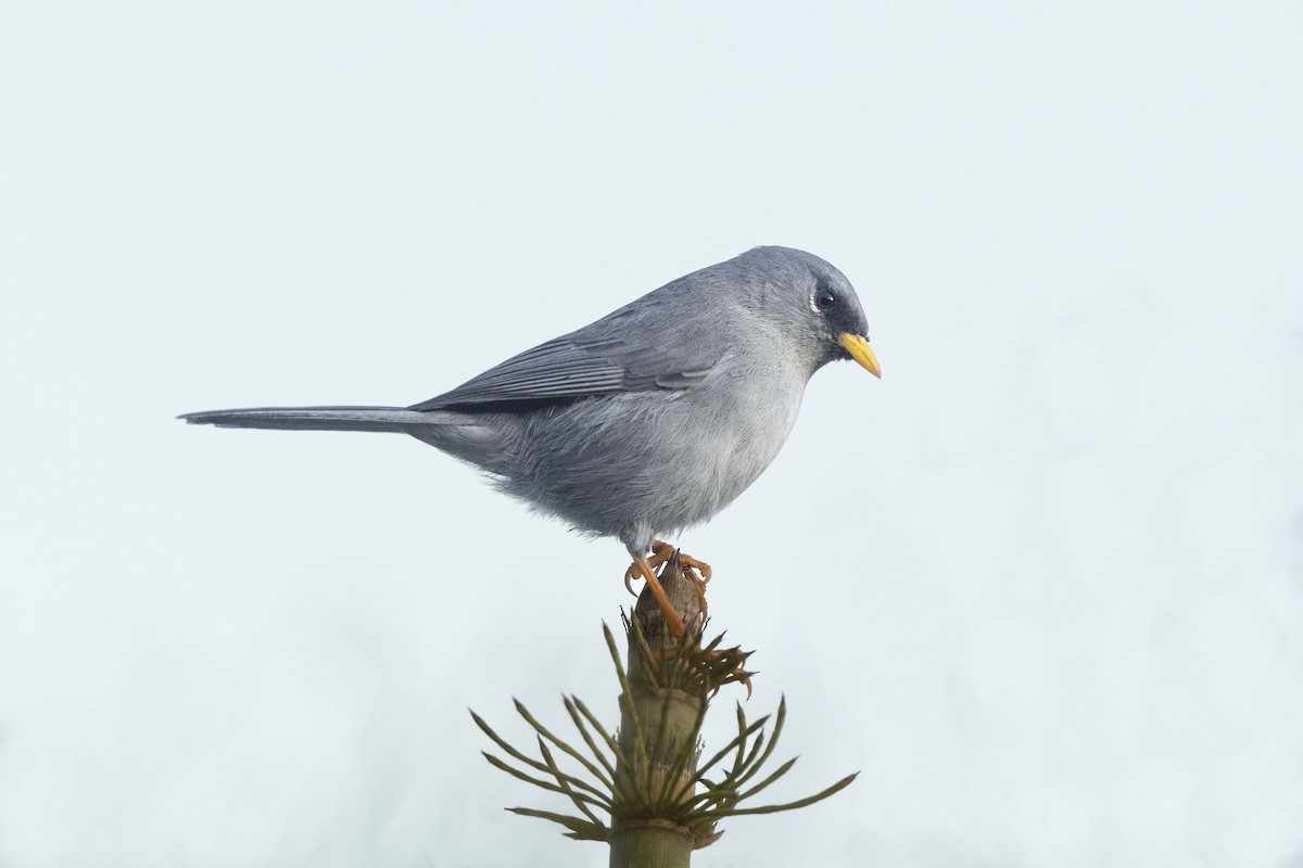 Slender-billed Finch - ML639928866