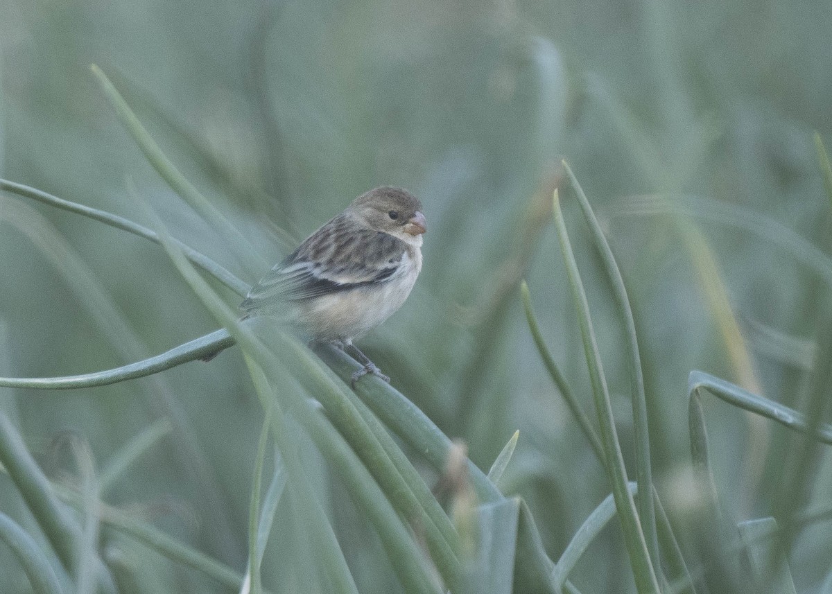 Chestnut-throated Seedeater - ML639928869