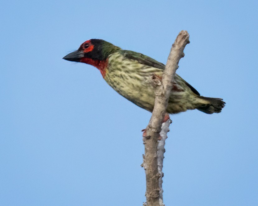 Coppersmith Barbet - ML639928883