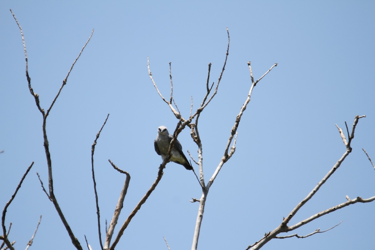 Mississippi Kite - ML639928887