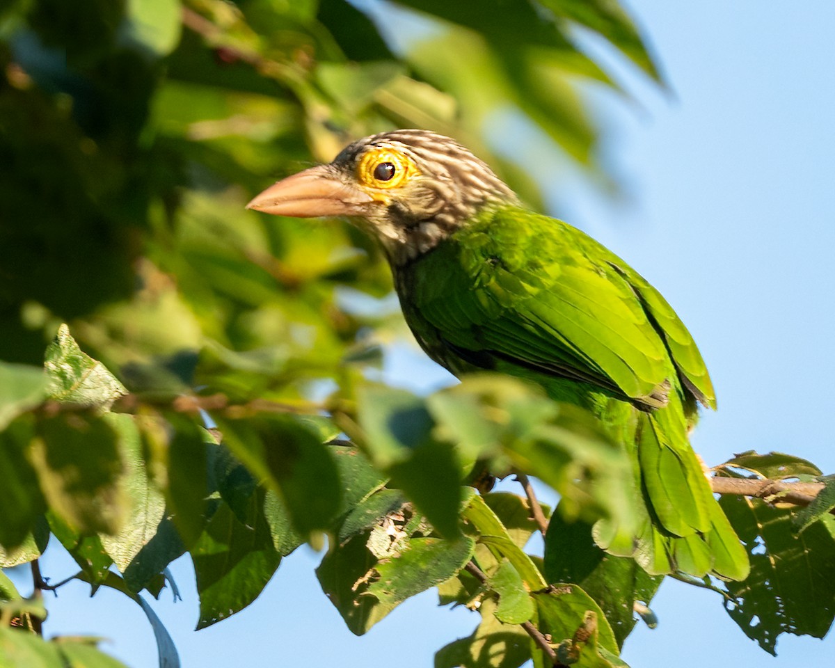 Lineated Barbet - ML639928899