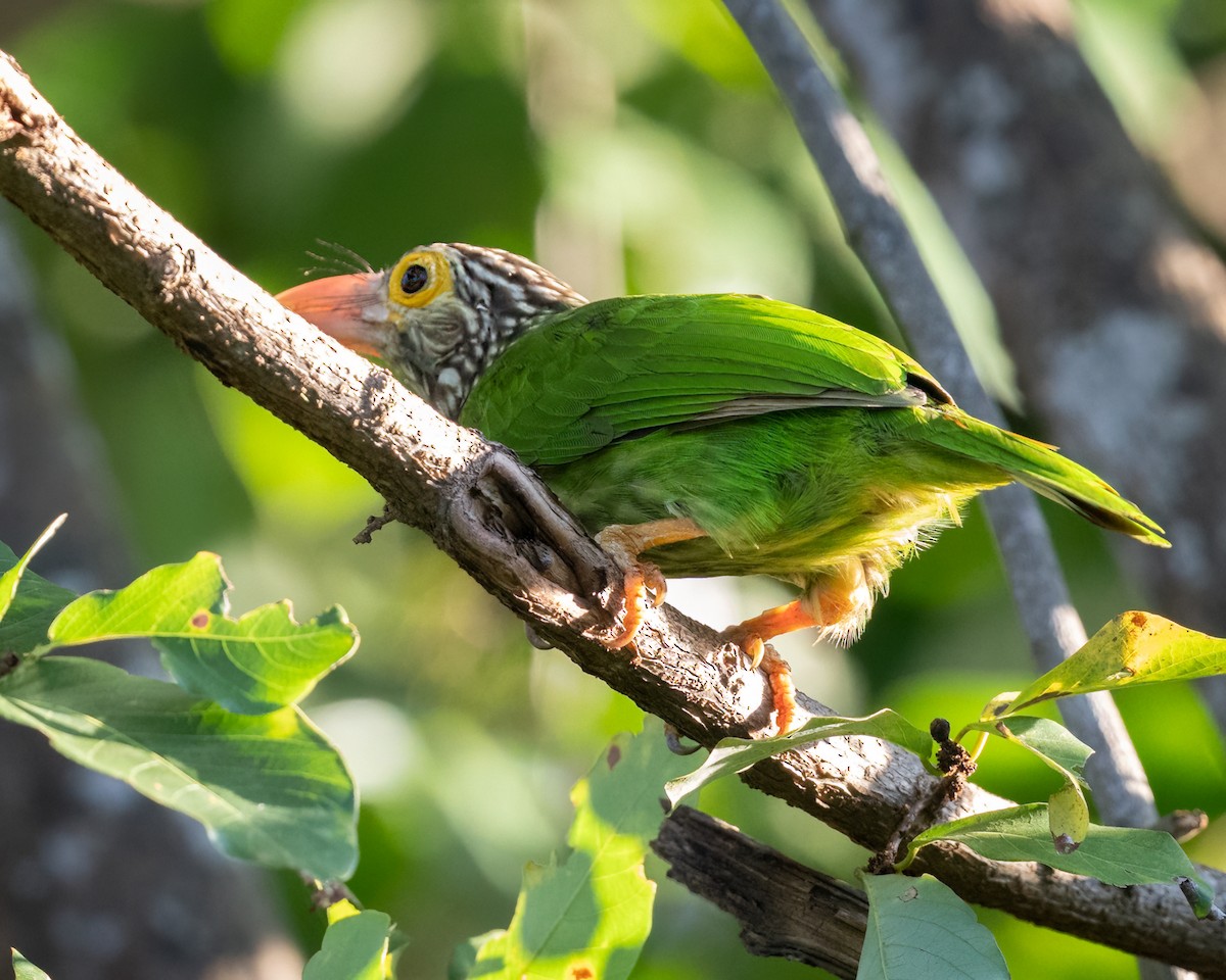 Lineated Barbet - ML639928900